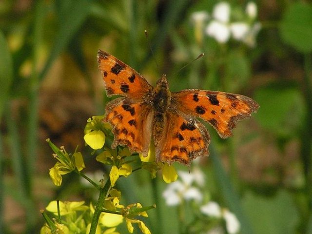 Tierwelt